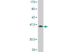 MXI1 antibody  (AA 1-182)