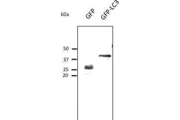 GFP antibody