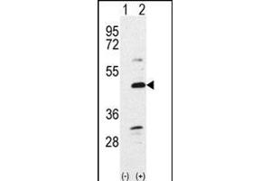 Western blot analysis of Bmp7 (arrow) using rabbit polyclonal Bmp7 Antibody (N-term) (ABIN388457 and ABIN2848828). (BMP7 antibody  (N-Term))