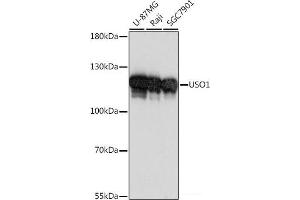 Western blot analysis of extracts of various cell lines using USO1 Polyclonal Antibody at dilution of 1:1000. (USO1 antibody)