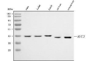 Western blot analysis of RFC3 using anti-RFC3 antibody (ABIN7602126).