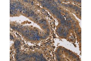 Immunohistochemistry (IHC) image for anti-Potassium Voltage-Gated Channel, Subfamily G, Member 1 (KCNG1) antibody (ABIN2434874)