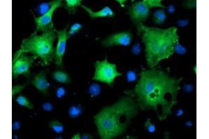 Anti-SMS mouse monoclonal antibody (ABIN2454719) immunofluorescent staining of COS7 cells transiently transfected by pCMV6-ENTRY SMS (RC200619). (SMS antibody)