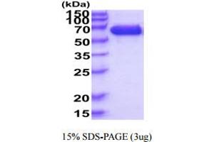 SDS-PAGE (SDS) image for Immunoglobulin Superfamily, Member 8 (IGSF8) (AA 28-579) protein (His tag) (ABIN6388068)