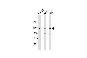 Western Blot at 1:2000 dilution Lane 1: HT-29 whole cell lysate Lane 2: Jurkat whole cell lysate Lane 3: Raji whole cell lysate Lysates/proteins at 20 ug per lane.