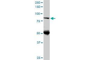 DNAJC10 monoclonal antibody (M02), clone 3A8. (DNAJC10 antibody  (AA 688-793))