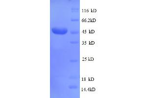 SDS-PAGE (SDS) image for CD320 Molecule (CD320) (AA 36-231), (partial) protein (GST tag) (ABIN4976533)