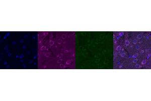 Immunohistochemistry (IHC) image for anti-Kv Channel Interacting Protein 2 (KCNIP2) antibody (ABIN7456123) (KCNIP2 antibody)