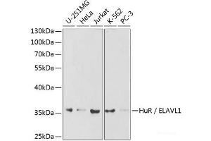 Western blot analysis of extracts of various cell lines using HuR / ELAVL1 Polyclonal Antibody at dilution of 1:1000. (ELAVL1 antibody)