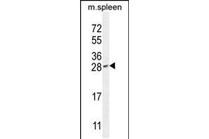 Western blot analysis in mouse spleen tissue lysates (35ug/lane). (IAH1 antibody  (AA 78-106))