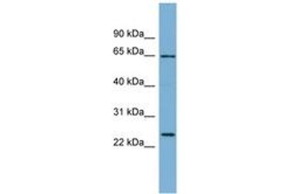 IFFO1 antibody  (AA 361-410)