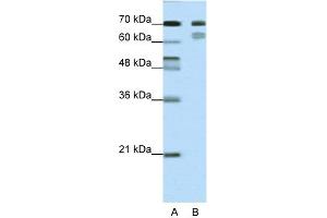 WB Suggested Anti-TCF3 Antibody Titration:  0. (TCF3 antibody  (N-Term))