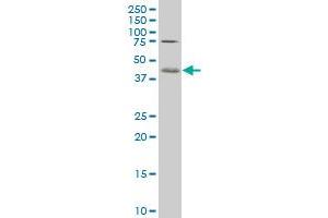 C1GALT1 polyclonal antibody (A01), Lot # 060109JC01 Western Blot analysis of C1GALT1 expression in HepG2 . (C1GALT1 antibody  (AA 264-363))