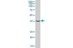 COX4NB MaxPab polyclonal antibody. (COX4NB antibody  (AA 1-210))