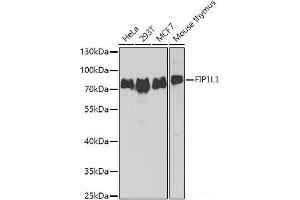 Western blot analysis of extracts of various cell lines using FIP1L1 Polyclonal Antibody at dilution of 1:1000. (FIP1L1 antibody)