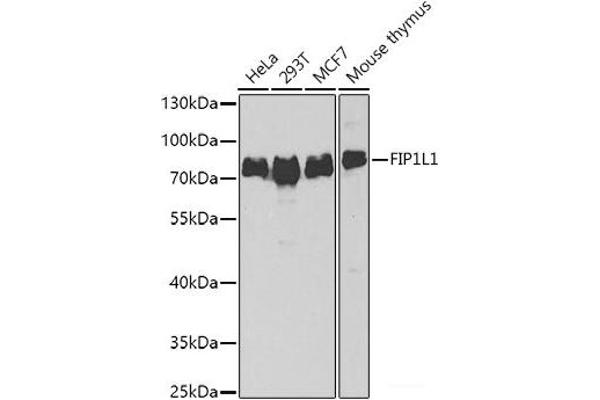 FIP1L1 anticorps
