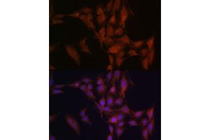 Immunofluorescence analysis of C6 cells using NFS1 Rabbit pAb (ABIN6130225, ABIN6144595, ABIN6144597 and ABIN6222373) at dilution of 1:100 (40x lens). (NFS1 antibody  (AA 208-457))