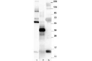 Image no. 1 for anti-Growth Differentiation Factor 15 (GDF15) (C-Term) antibody (ABIN1101723) (GDF15 antibody  (C-Term))