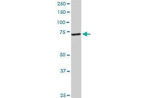 EFHC1 antibody  (AA 1-640)