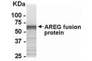 Western Blotting (WB) image for anti-Amphiregulin (AREG) (AA 100-184) antibody (ABIN2468195) (Amphiregulin antibody  (AA 100-184))