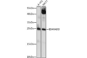 Western blot analysis of extracts of various cell lines, using EDARADD antibody (ABIN7266900) at 1:1000 dilution. (EDARADD antibody  (AA 1-215))