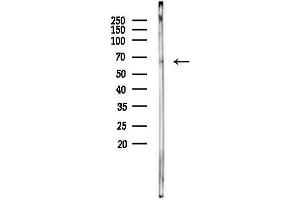 anti-Synaptotagmin (SYT) (pSer309) antibody
