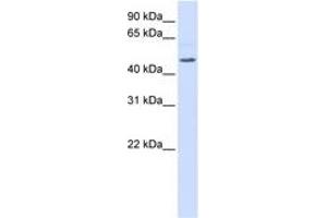 Image no. 1 for anti-Regulator of G-Protein Signaling 11 (RGS11) (AA 360-409) antibody (ABIN6744360) (RGS11 antibody  (AA 360-409))