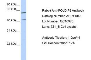 Western Blotting (WB) image for anti-Polymerase (DNA-Directed), delta Interacting Protein 3 (POLDIP3) (C-Term) antibody (ABIN310103) (POLDIP3 antibody  (C-Term))