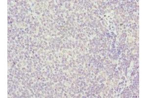 Immunohistochemistry of paraffin-embedded human tonsil tissue using ABIN7155205 at dilution of 1:100 (HMGB1 antibody  (AA 8-179))