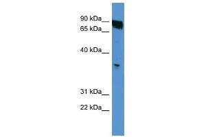 OR2K2 antibody used at 0. (OR2K2 antibody  (C-Term))