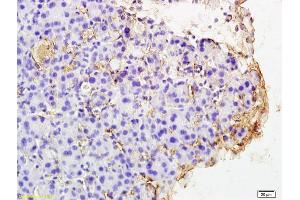 Formalin-fixed and paraffin embedded rat pancreas labeled with Rabbit Anti PAR4 Polyclonal Antibody, Unconjugated (ABIN673224) at 1:200 followed by conjugation to the secondary antibody and DAB staining