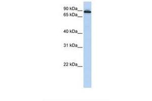 Image no. 1 for anti-Conserved oligomeric Golgi complex subunit 2 (COG2) (AA 38-87) antibody (ABIN6739005) (COG2 antibody  (AA 38-87))