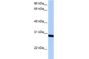 WB Suggested Anti-SMN1 Antibody  Titration: 0.