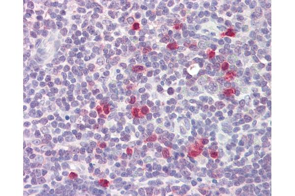 ARPP21 antibody  (AA 74-123)