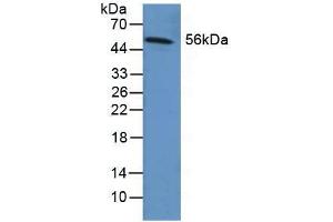Western blot analysis of Human Liver Tissue. (Fibrinogen beta Chain antibody  (AA 29-118))