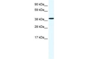 Western Blotting (WB) image for anti-Annexin A7 (ANXA7) antibody (ABIN2461377)