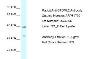 Western Blotting (WB) image for anti-Stomatin (EPB72)-Like 2 (STOML2) (C-Term) antibody (ABIN2788905) (STOML2 antibody  (C-Term))