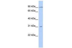 TMEM146 antibody  (AA 36-85)