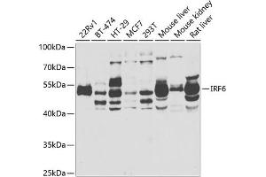 Western blot analysis of extracts of various cell lines, using IRF6 antibody  at 1:1000 dilution. (IRF6 antibody  (AA 115-300))