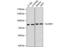 Western blot analysis of extracts of various cell lines using IL22RA1 Polyclonal Antibody at dilution of 1:1000. (IL22 Receptor alpha 1 antibody)