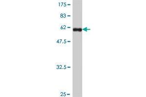 Western Blot detection against Immunogen (57. (CEBPE antibody  (AA 1-281))