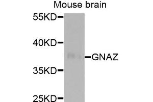 Western blot analysis of extracts of mouse brain, using GNAZ antibody. (GNaZ antibody)