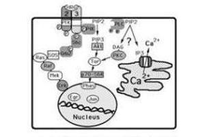 Image no. 2 for anti-Receptor Tyrosine-Protein Kinase ErbB-3 (ERBB3) (AA 128-3), (C-Term) antibody (ABIN100396) (ERBB3 antibody  (C-Term))