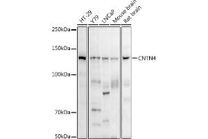 Western blot analysis of extracts of various cell lines, using (ABIN7266495) at 1:1000 dilution.