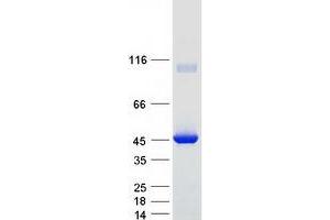 Validation with Western Blot (PIPOX Protein (Myc-DYKDDDDK Tag))