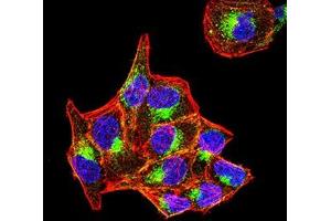 Immunofluorescence analysis of Hela cells using PSAP mouse mAb (green). (Prosaposin antibody  (AA 17-216))