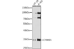 Western blot analysis of extracts of various cell lines, using CYBRD1 Rabbit pAb (ABIN7266627) at 1:1000 dilution. (Cytochrome B Reductase 1 antibody  (AA 215-286))