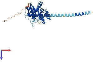 GIMAP5 Protein (AA 1-308) (His tag)