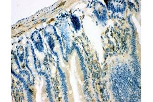 IHC-P: IRS1 antibody testing of mouse intestine tissue (IRS1 antibody  (AA 1041-1242))