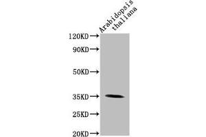 Western Blot Positive WB detected in: Arabidopsis thaliana lysate All lanes: PAP1 antibody at 1:2000 Secondary Goat polyclonal to rabbit IgG at 1/50000 dilution Predicted band size: 35 kDa Observed band size: 35 kDa (PAP1 (AA 56-318) antibody)